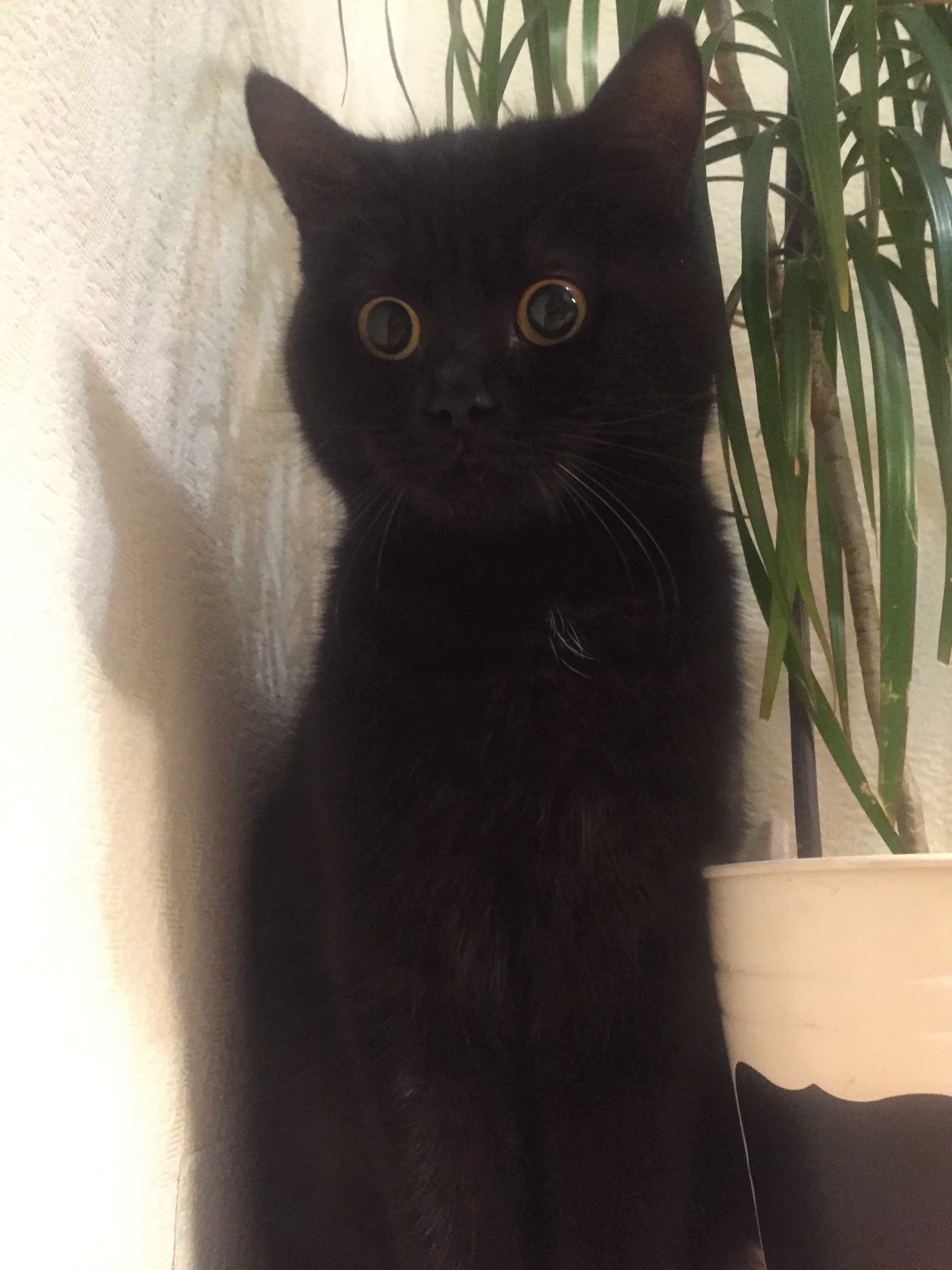 Пропала черная кошка