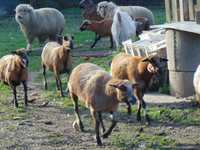 owce kameruńskie