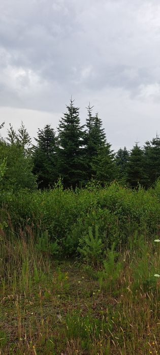 Jodła kaukaska polska plantacja