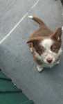 Border collie macho puro olhos verdes