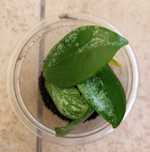 Hoya Hoya diptera splash