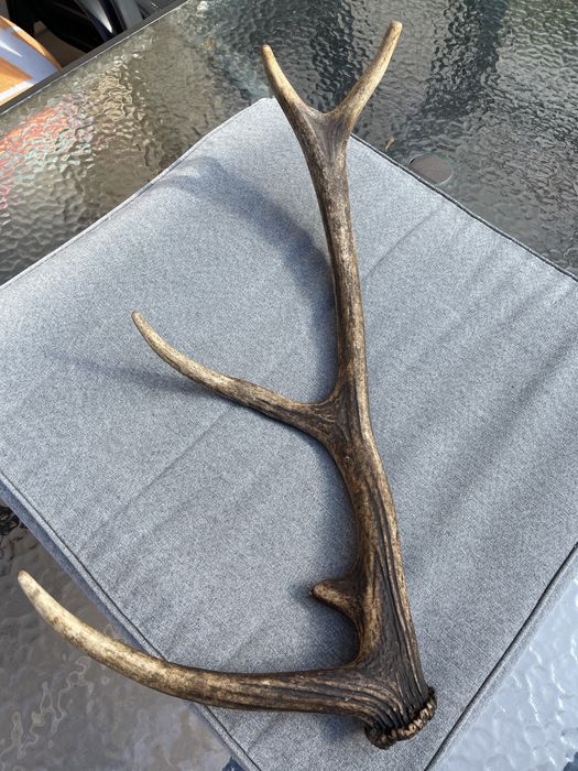 Poroże jelenia 53 cm