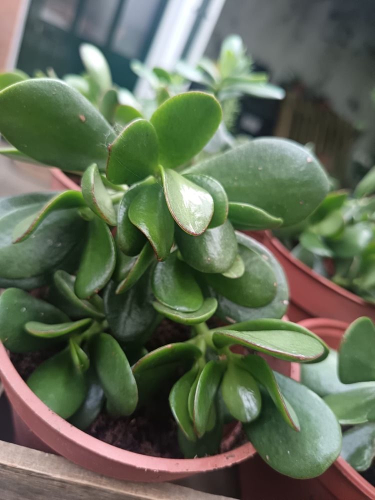 Planta de jade - planta da prosperidade