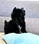 Wyjątkowy MINI piesek 100% Yorkshire Terrier Black malutki chłopak