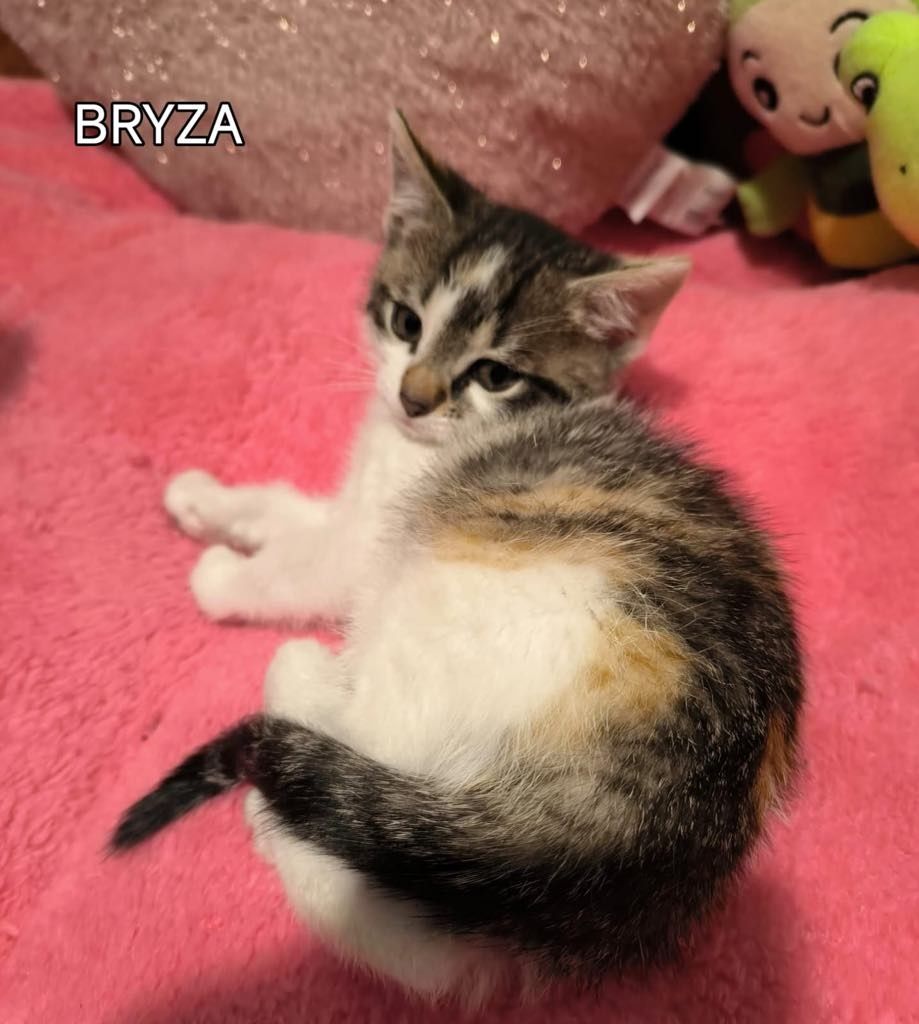 Śliczna kotka do adopcji