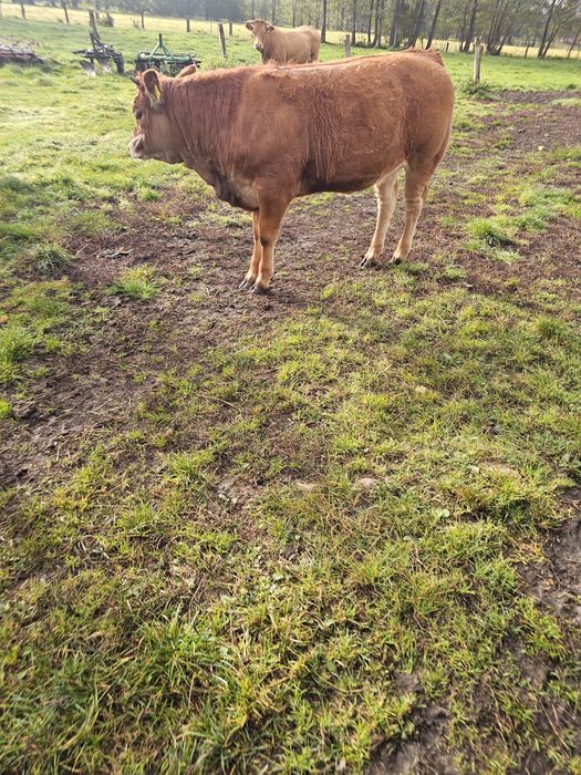 Sprzedam 12 byczkow 11  jałowek odsadkow