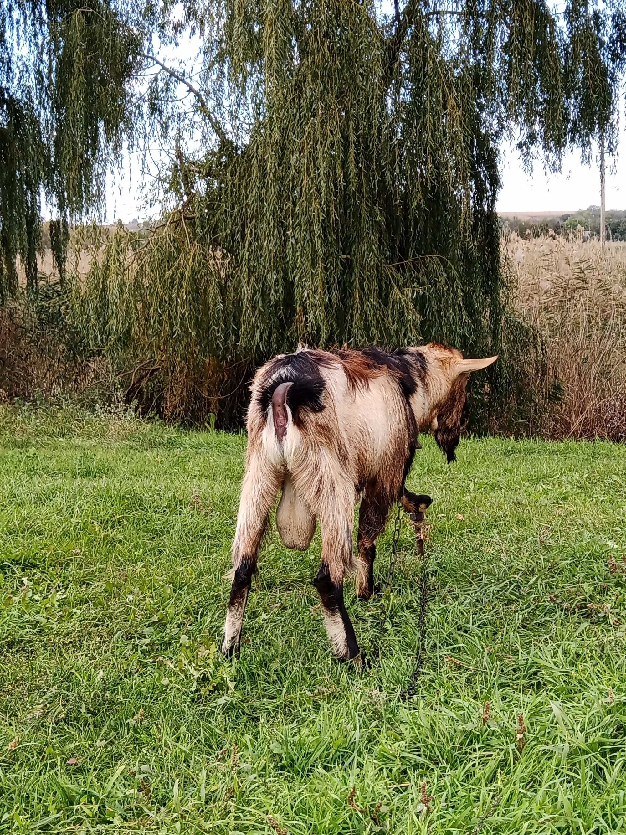 Цап, козел для потомства, репродукції, в'язки.