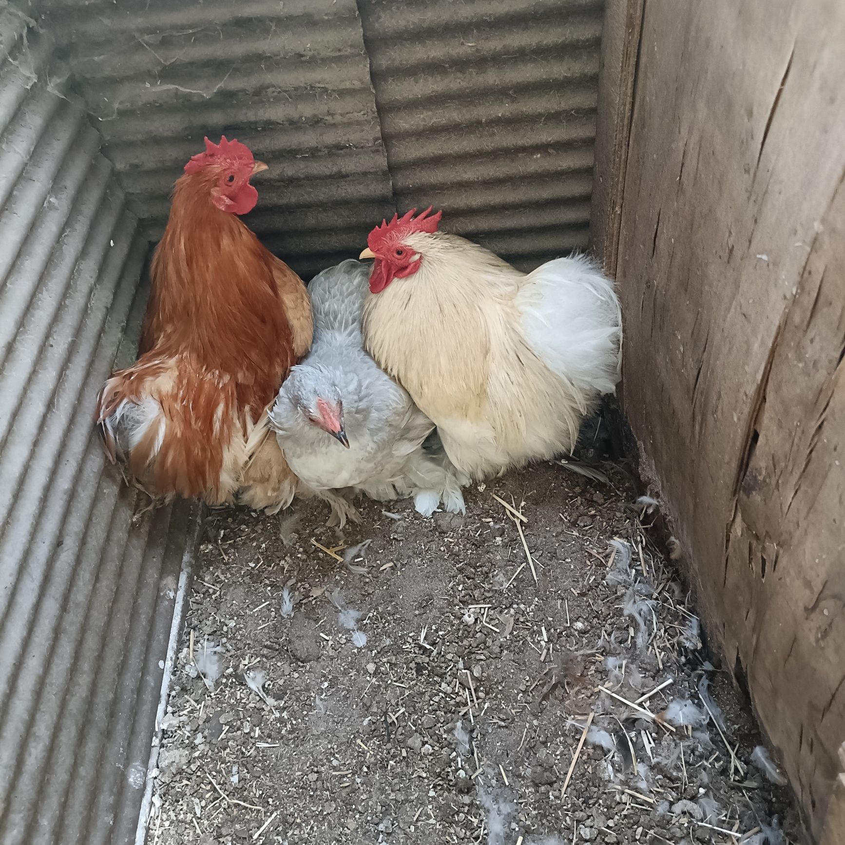 Casais de Pekin Várias Cores