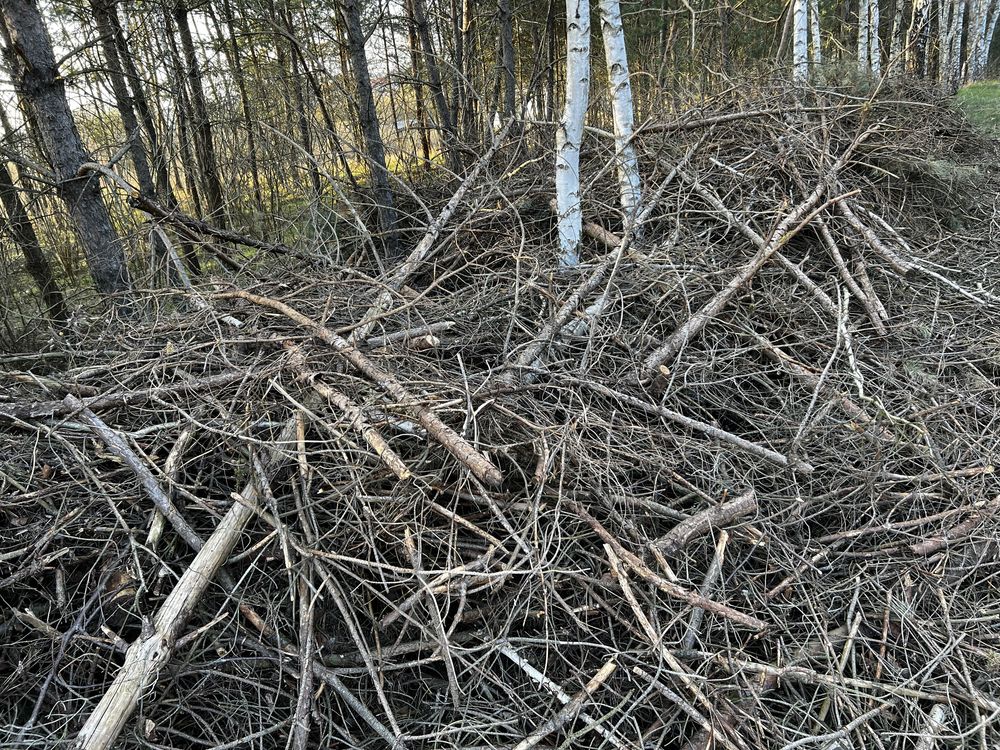 Gałęzie - głównie  sosna
