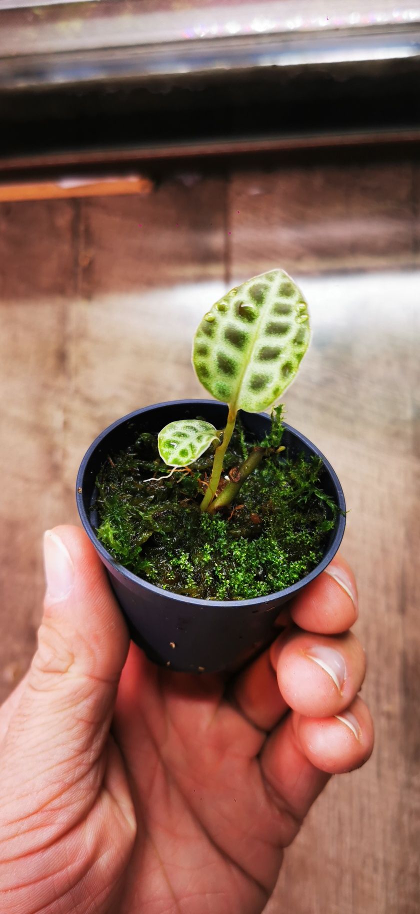 Labisia beccarii "Turtle Back"