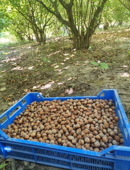 Orzech laskowy 6 kg 90 zł