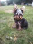 Yorkshire Terrier -szczenię