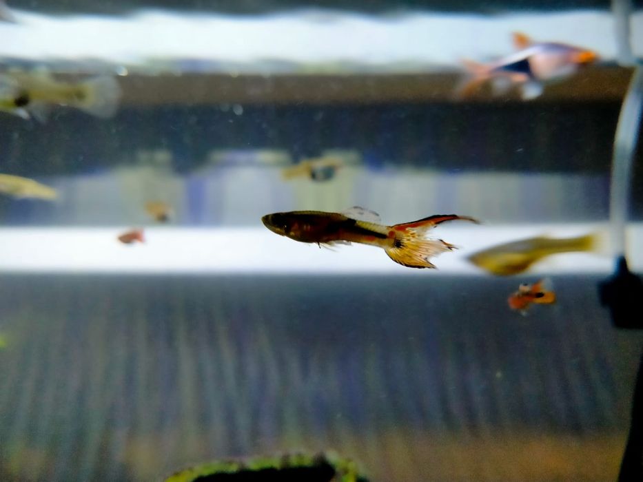 Gupik rybka akwariowa