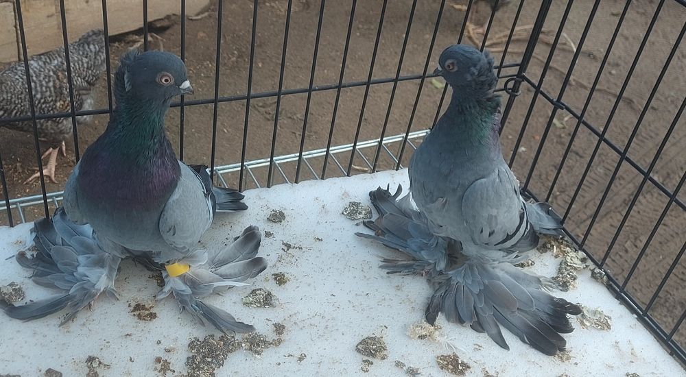 Wywrotki wschodniopruskie