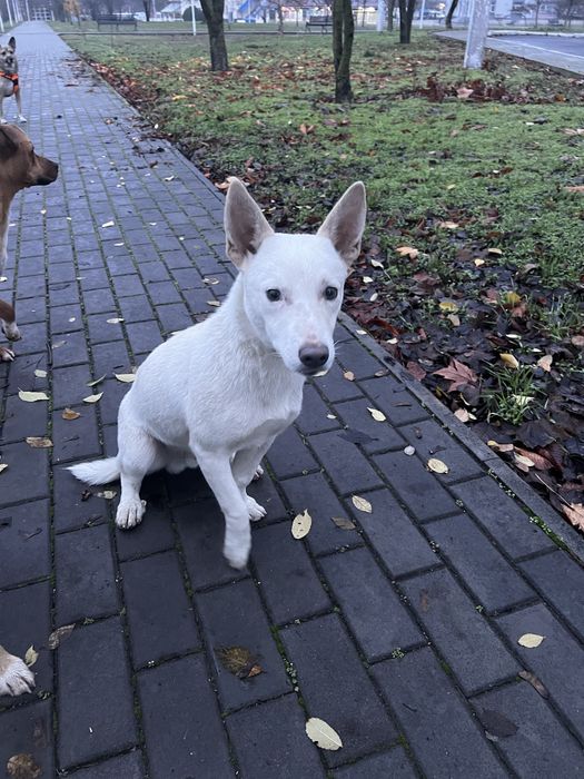 Маленький пес ищет дом и хозяев