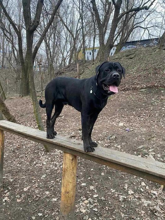 Продам щеня корсятко