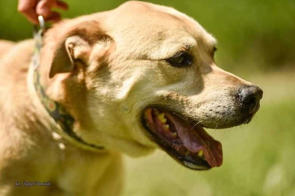 Bandi nie ma czasu by czekać! Adoptuj mnie!