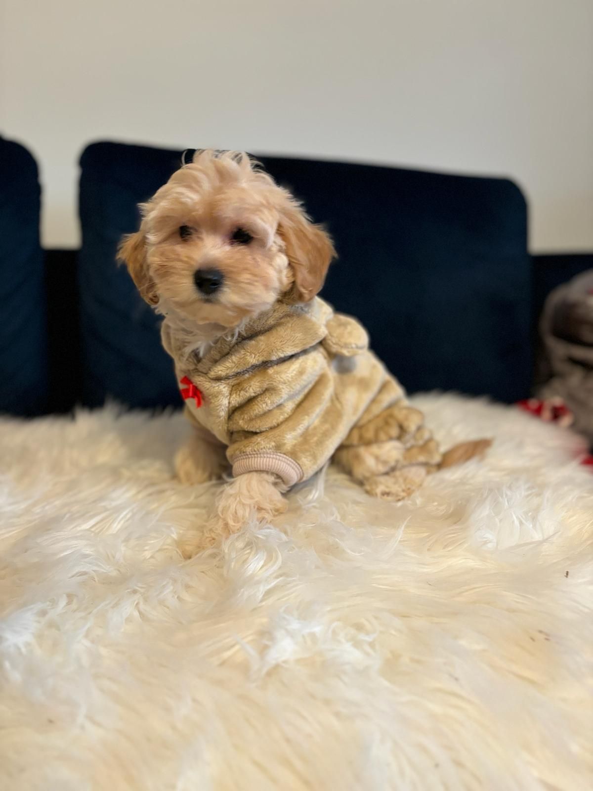 Maltipoo ,Maltańczyk & Pudel toy ,suczka