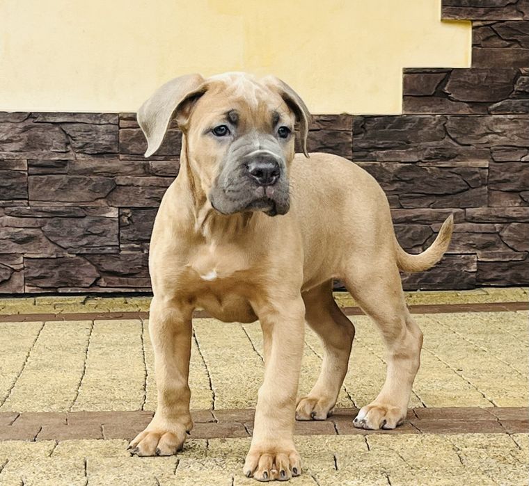 Sunia Puma Nero FCI Cane Corso szczenie po GRAND CHAMPIONIE
