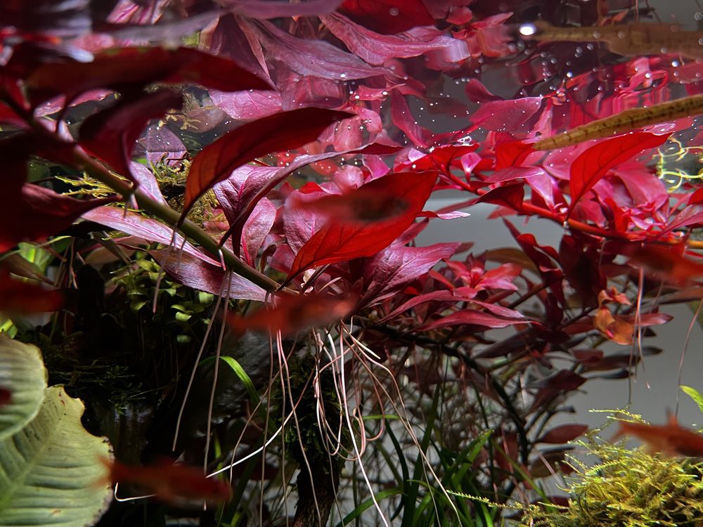 Ludwigia Rubin Red