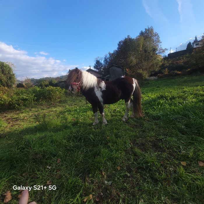 Pónei malhado para cobrições