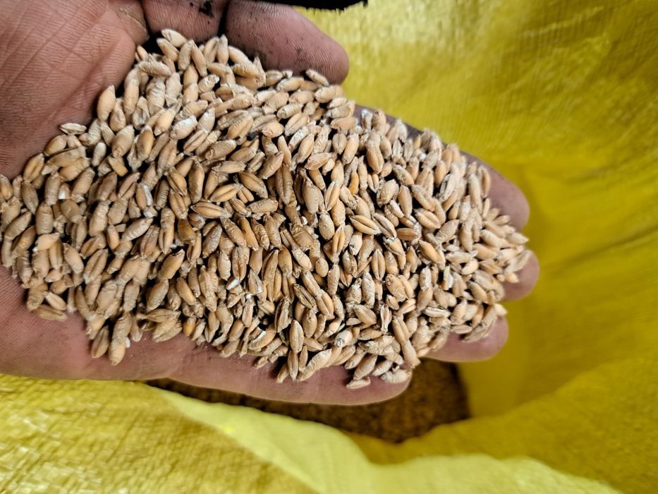 Sprzedam pszenzyto