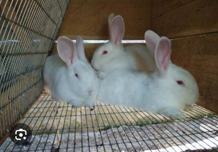 Продам кролі Каліфорнійська і Термонська біла