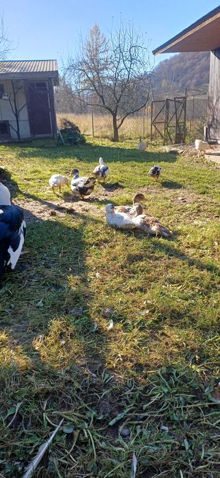 Продам індокачки