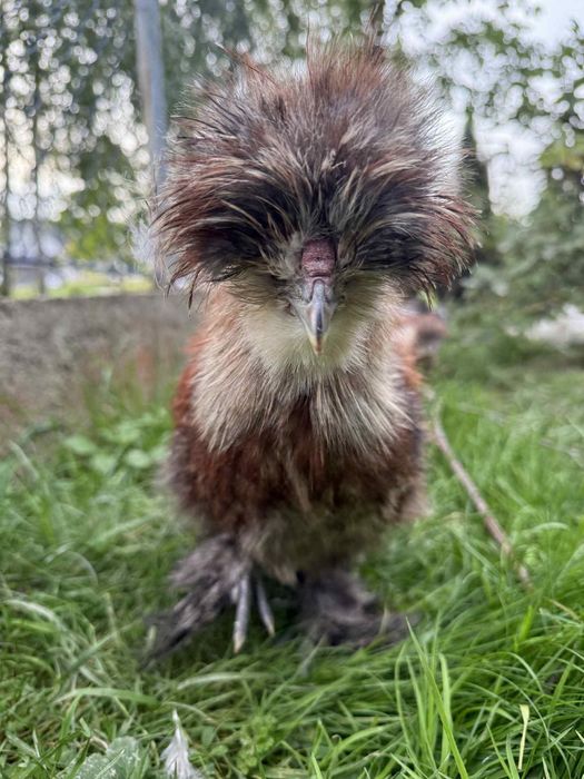 Pięknie ubarwione Koguty Silka