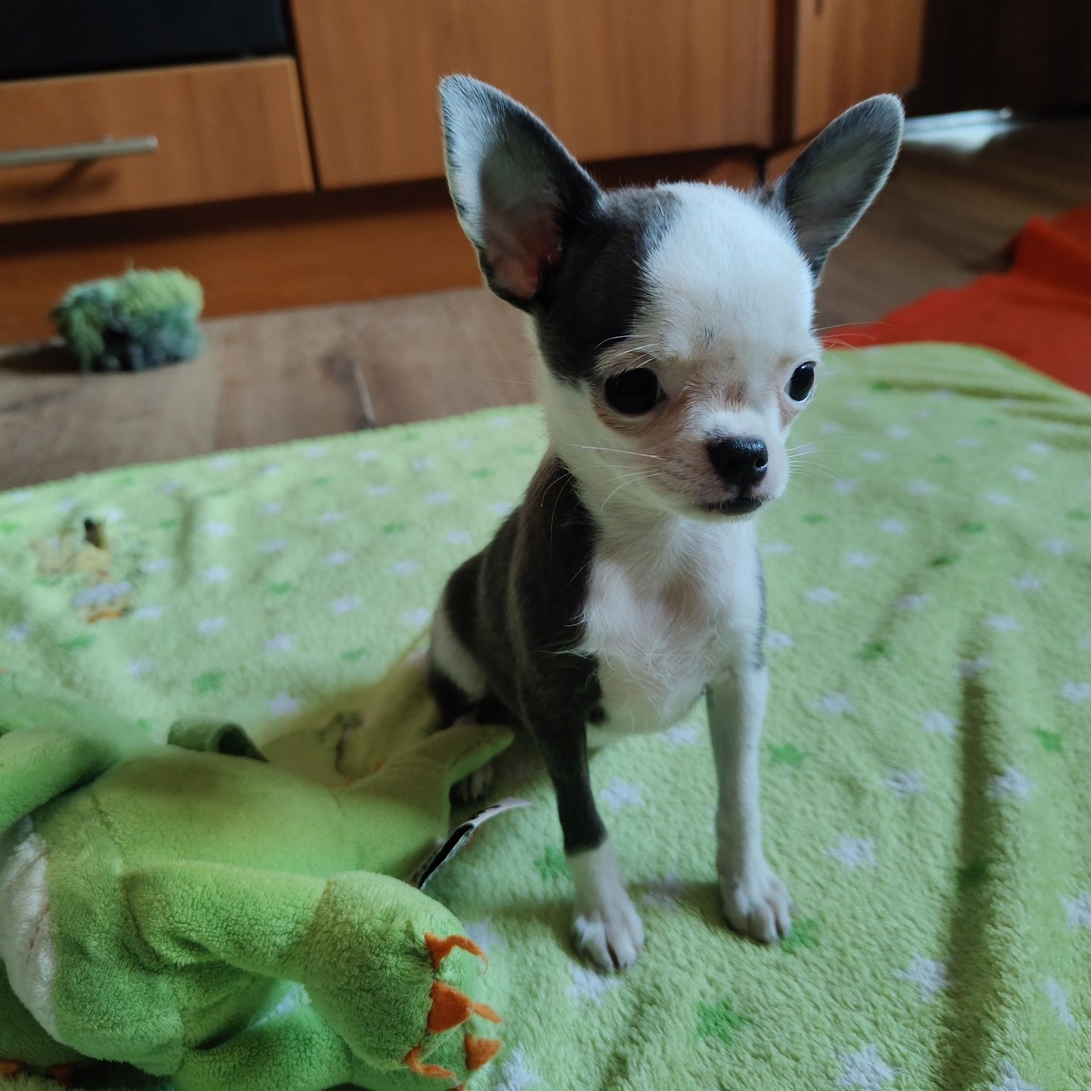 Malutka XXS suczka chihuahua
