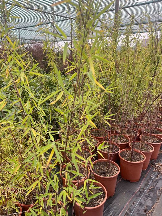 Bambus Czarny Nigra 80-100 cm cena 120 zł