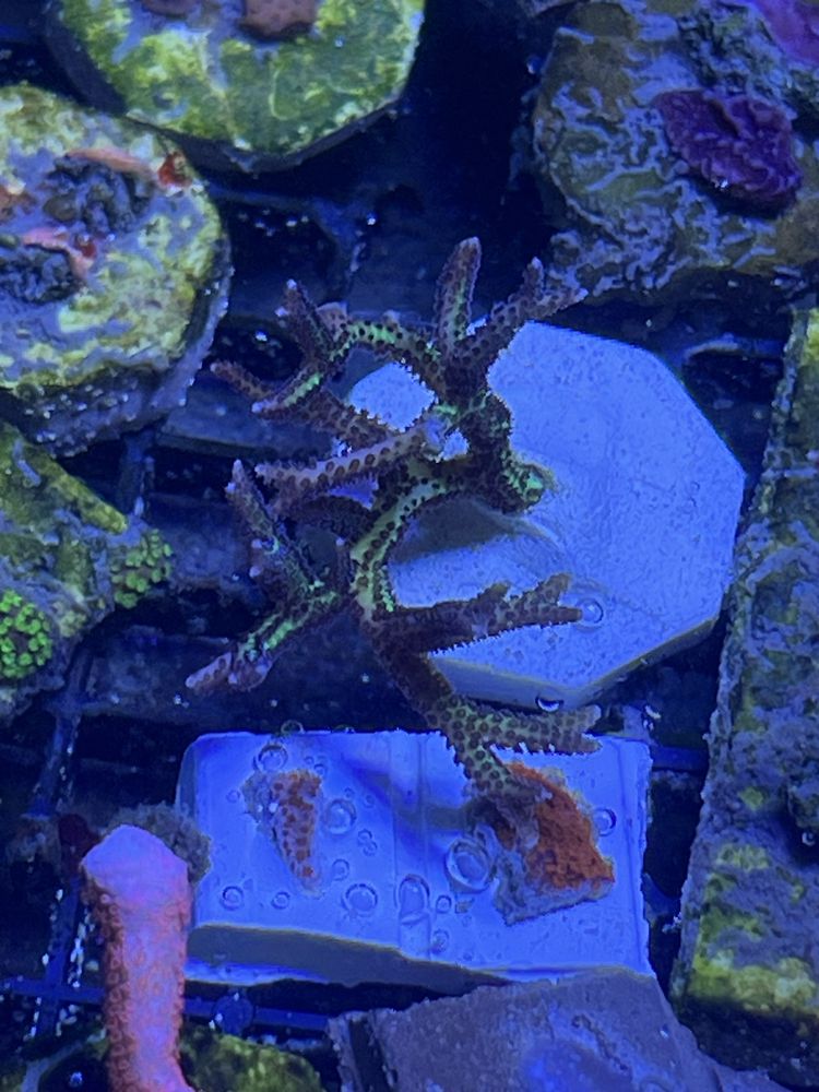 93 Seriatopora Hystrix Zielono-Fioletowa Koralowiec Sps Morskie