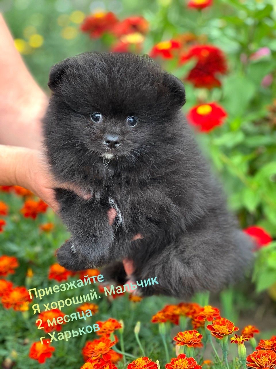 Померанский шпиц