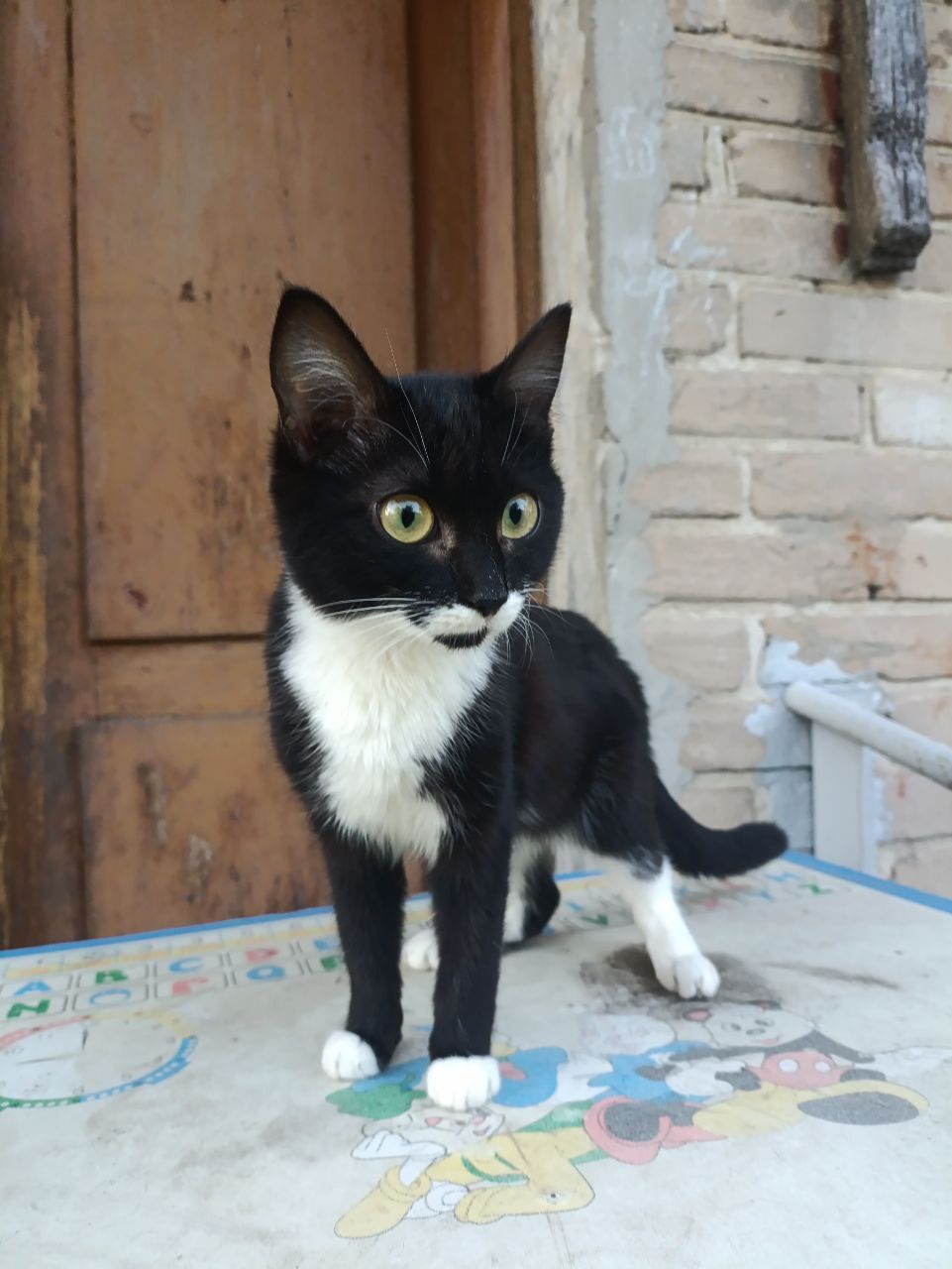 Бесплатно котята