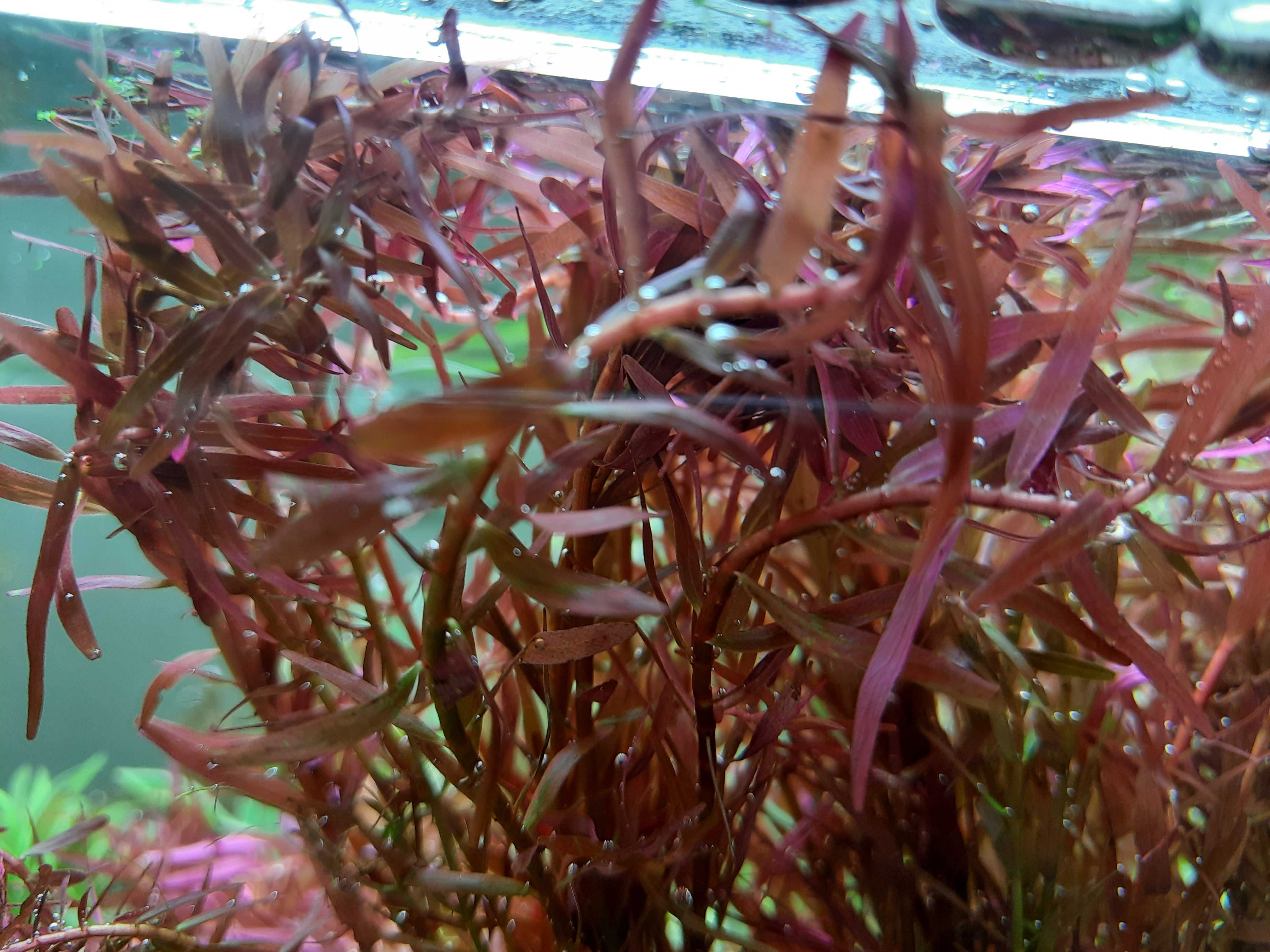 Rotala H'RA - różowa rotalka