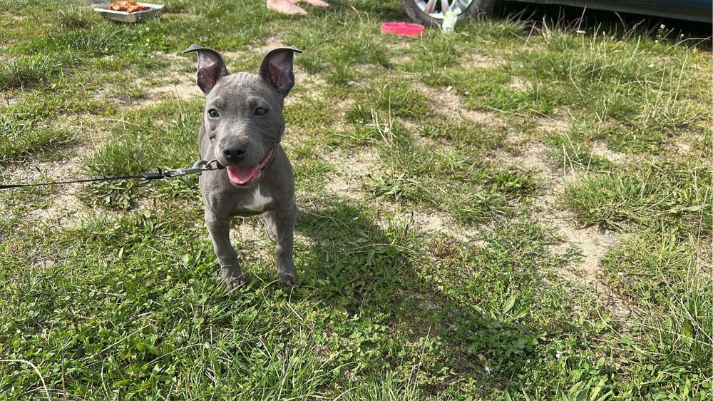 Szczeniak amstaff suczka