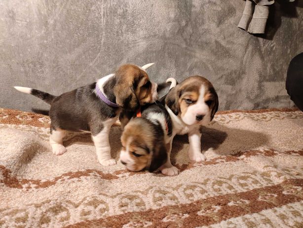 Beagle - szczeniaczki z rodowodem