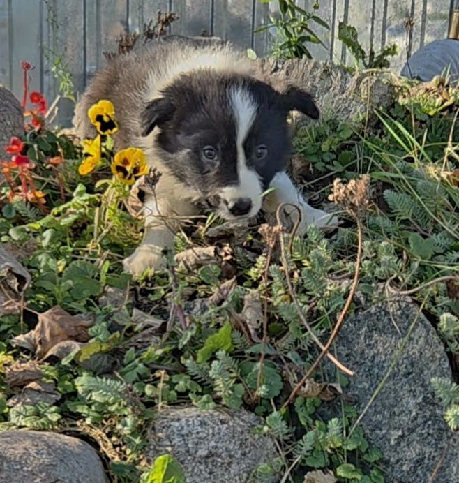 Border Collie szczenię