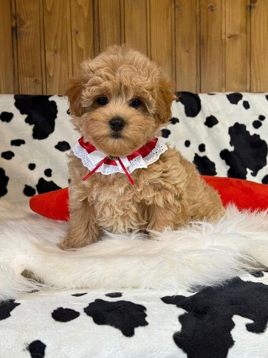 Малюк Мальтіпу ф1.