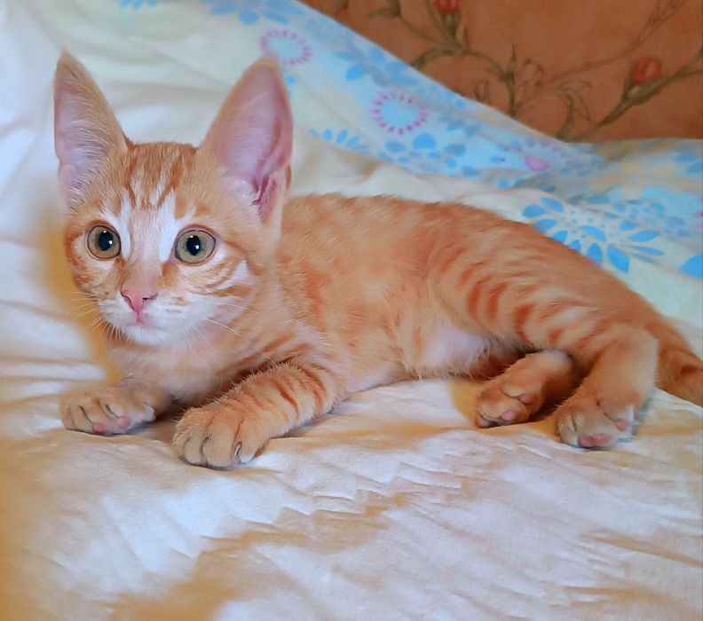 Котята отдам красивый котенок девочка