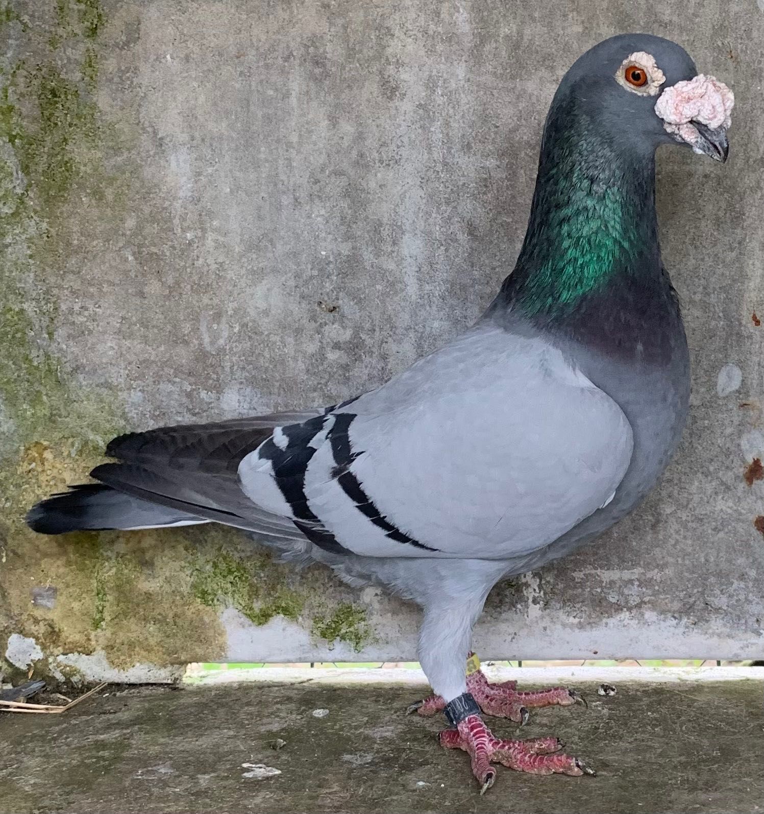 Pombos linha antiga