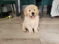 Golden Retriever menina