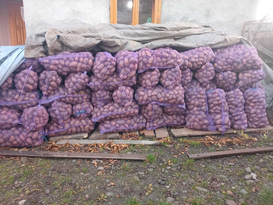 Продається картопля