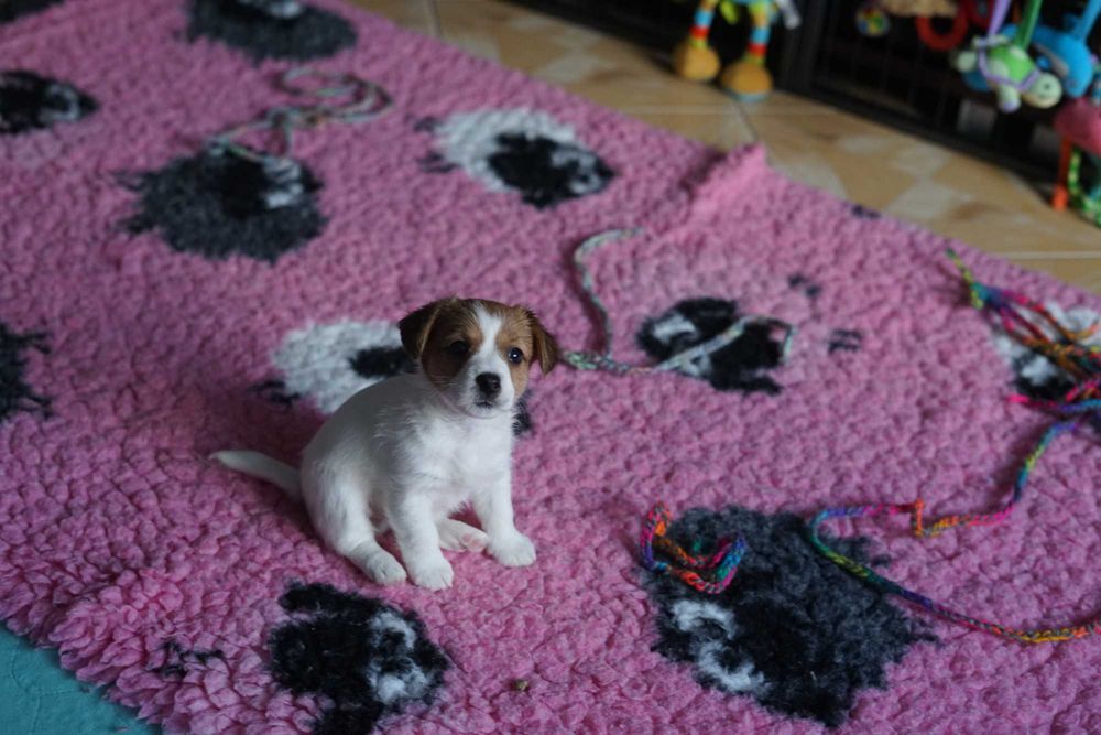 Jack Russell Terrier ZKwP suczka FCI
