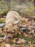 Labrador Retriever piesek