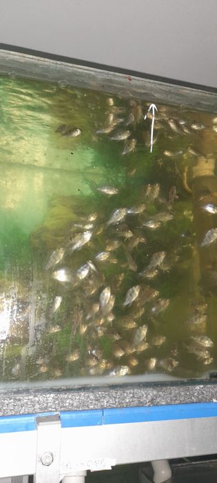Ziemiojad RED HEAD tapajos 5-6cm wysyłka.