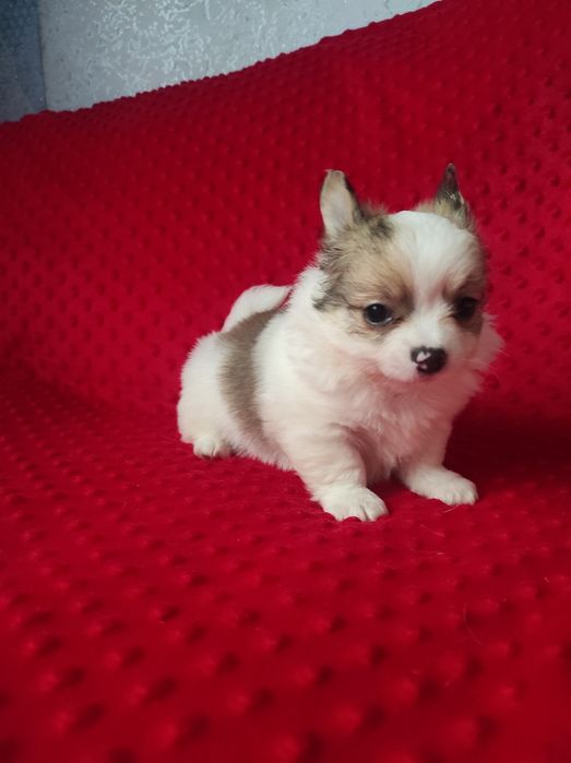 НУ очень красивый малыш!!!