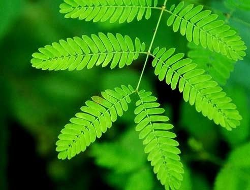 10 Sementes de Dormideira (planta sensitiva) - Planta mágica