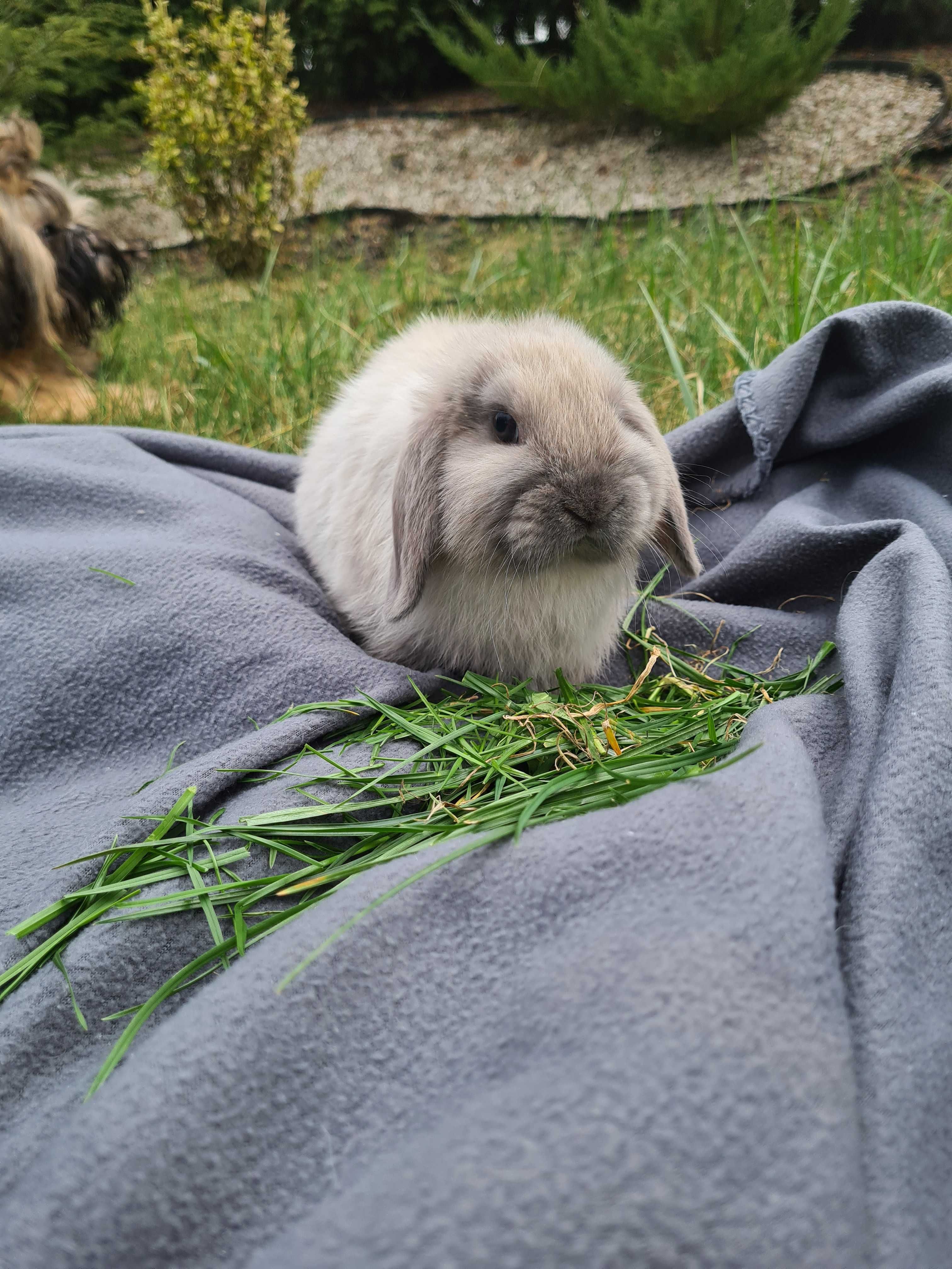 Króliczki mini lop z domowej hodowli