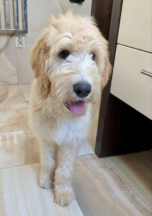 Irishdoodle&Goldendoodle - Badania genetyczne
